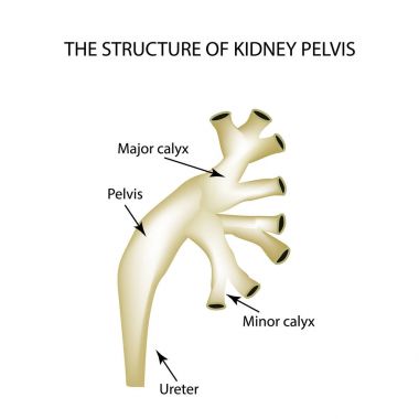 Renal pelvis yapısını. Infographics vektör illüstrasyon izole arka plan üzerinde