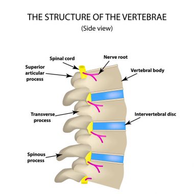 Omurga yapısı. Yan görünümü. İntervertebral diskler. Infographics. Vektör illüstrasyon izole arka plan üzerinde