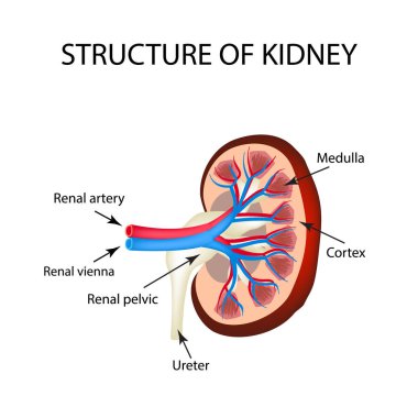 Böbrek anatomik yapısı. Vektör illüstrasyon izole arka plan üzerinde