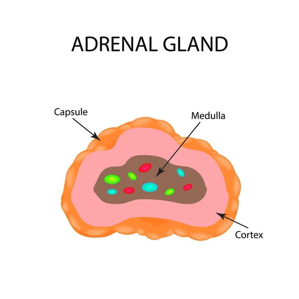 Estructura anatómica de la glándula suprarrenal. Ilustración vectorial — Vector de stock