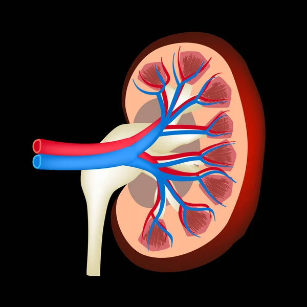 La struttura anatomica del rene. Illustrazione vettoriale su sfondo nero — Vettoriale Stock