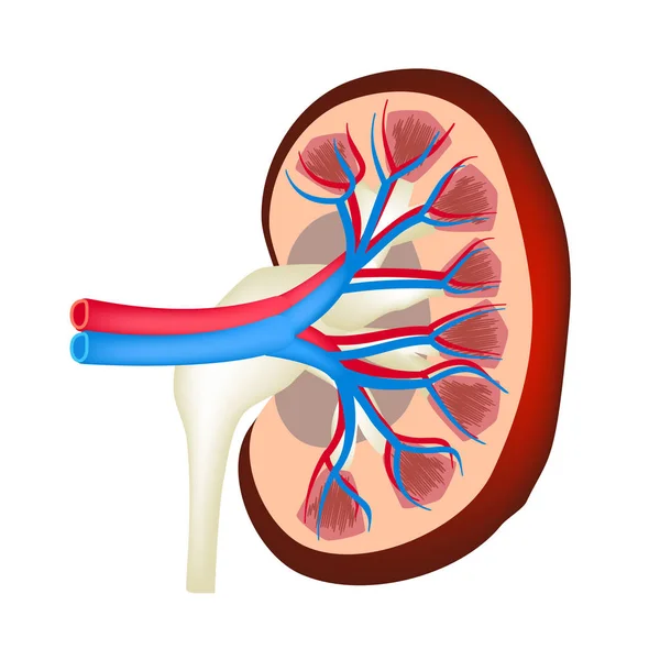 La struttura anatomica del rene. Illustrazione vettoriale su sfondo isolato — Vettoriale Stock