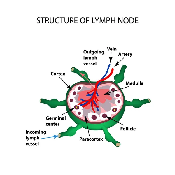 Lenf nodu anatomik yapısı. Infographics. Vektör illüstrasyon izole arka plan üzerinde — Stok Vektör