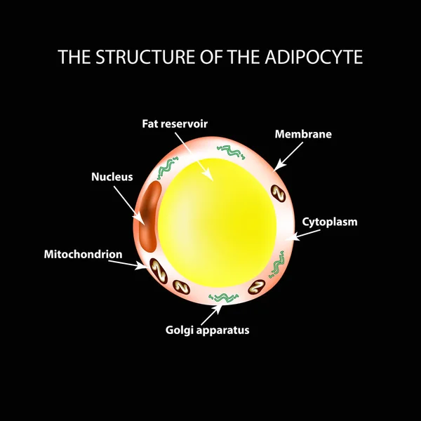 A zsírsejtek anatómiai felépítése. Adipocyte. Infographics. A fekete háttér vektor illusztráció — Stock Vector