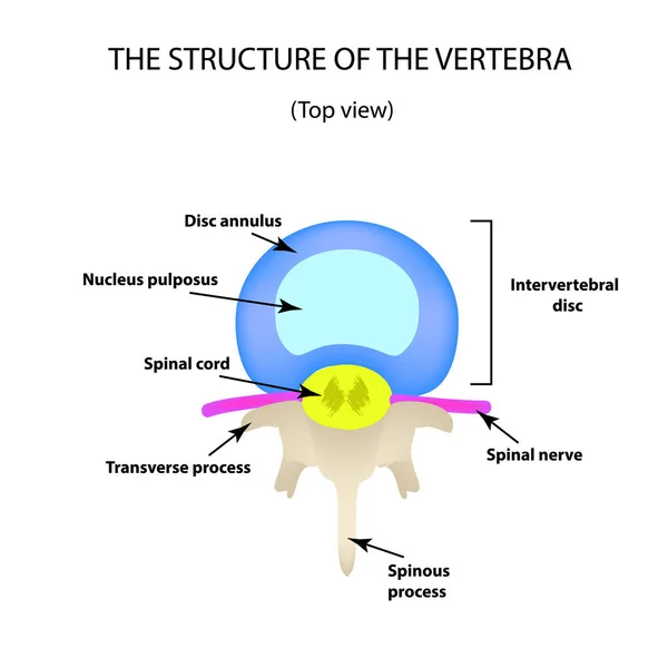 Estructura anatómica del disco intervertebral. Vista superior. Espina dorsal. Infografías. Ilustración vectorial sobre fondo aislado — Vector de stock