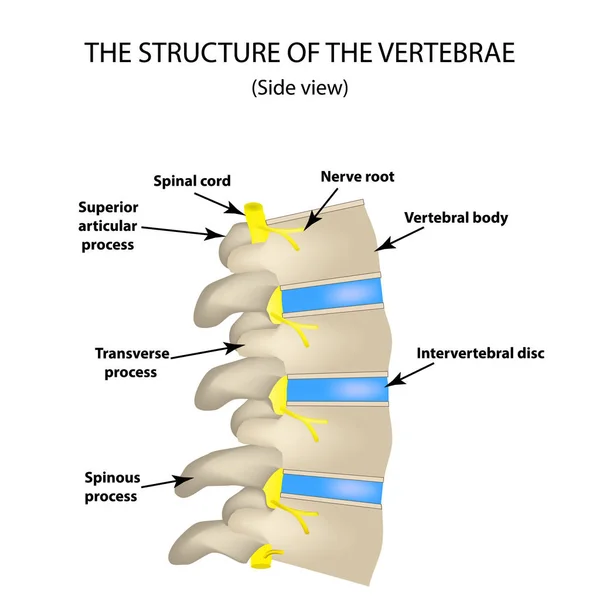 A estrutura da coluna vertebral. Vista lateral. Os discos intervertebrais. Infográficos. Ilustração vetorial sobre fundo isolado — Vetor de Stock