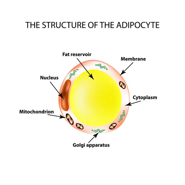 A zsírsejtek anatómiai szerkezete. Adipocyte. Infografikák. Vektorillusztráció izolált háttérrel — Stock Vector