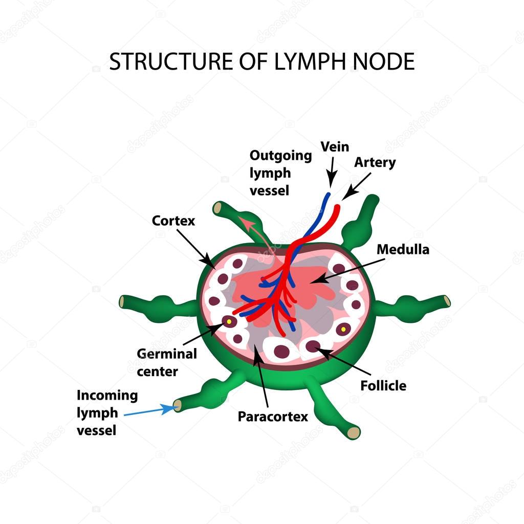 The Anatomical Structure Of The Lymph Node Infographics Vector
