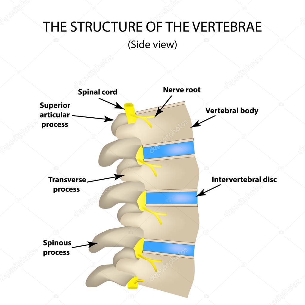 The structure of the spine. Side view. The intervertebral discs. Infographics. Vector illustration on isolated background