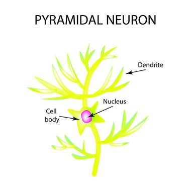 Pyromidal nöron yapısı. Sinir hücresi. Infographics. Vektör illüstrasyon izole arka plan üzerinde