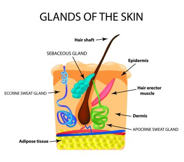 The structure of the hair. Sebaceous gland. Sweat gland. Infographics. Vector illustration on isolated background clipart