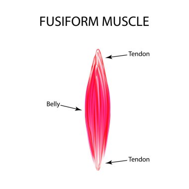 The structure of the muscle is fusiform. Infographics. Vector illustration on isolated background clipart