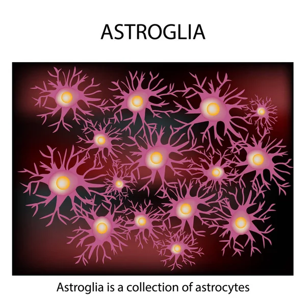 Struktur Astroglia. Astrocyte. Sel saraf. Infografis. Ilustrasi vektor pada latar belakang terisolasi . - Stok Vektor