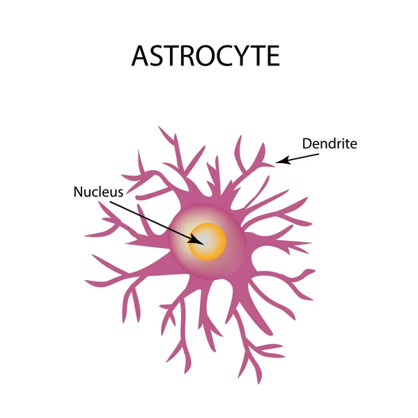 Astrocyt struktura. Nervové buňky. Infografika. Vektorové ilustrace v izolovaných pozadí. — Stockový vektor