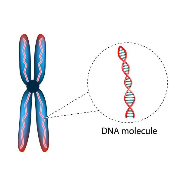 Структура хромосомы. Структура молекулы ДНК. Инфографика. Векторная иллюстрация на изолированном фоне . — стоковый вектор
