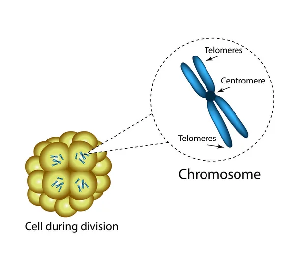 A estrutura do cromossomo. Infográficos. Ilustração vetorial sobre fundo isolado . —  Vetores de Stock