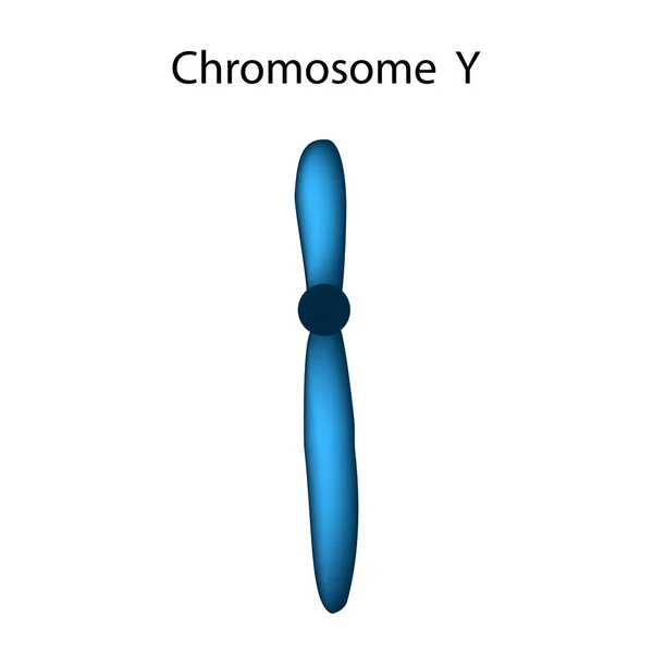 La estructura del cromosoma Y. Infografías. Ilustración vectorial sobre fondo aislado . — Vector de stock