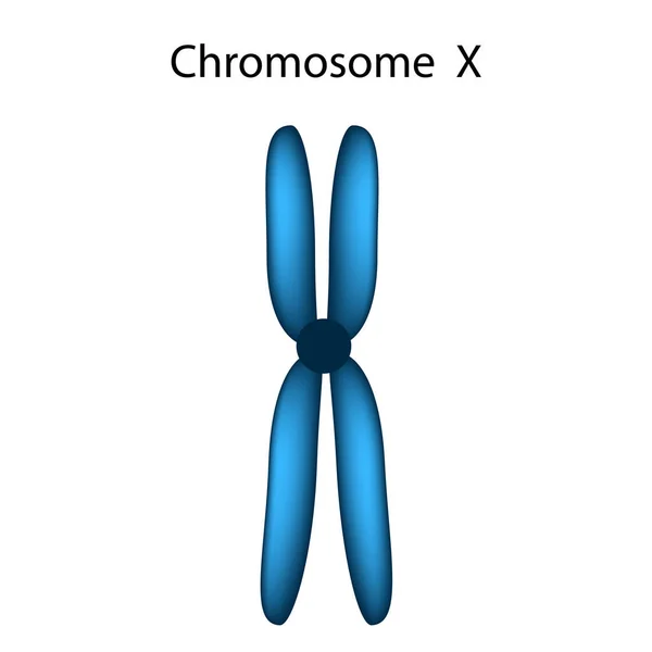 The structure of the chromosome X. Infographics. Vector illustration on isolated background. — Stock Vector
