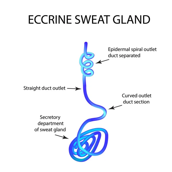 구조 쿠 땀 샘입니다. 인포 그래픽입니다. 격리 된 배경에서 벡터 일러스트 레이 션 — 스톡 벡터