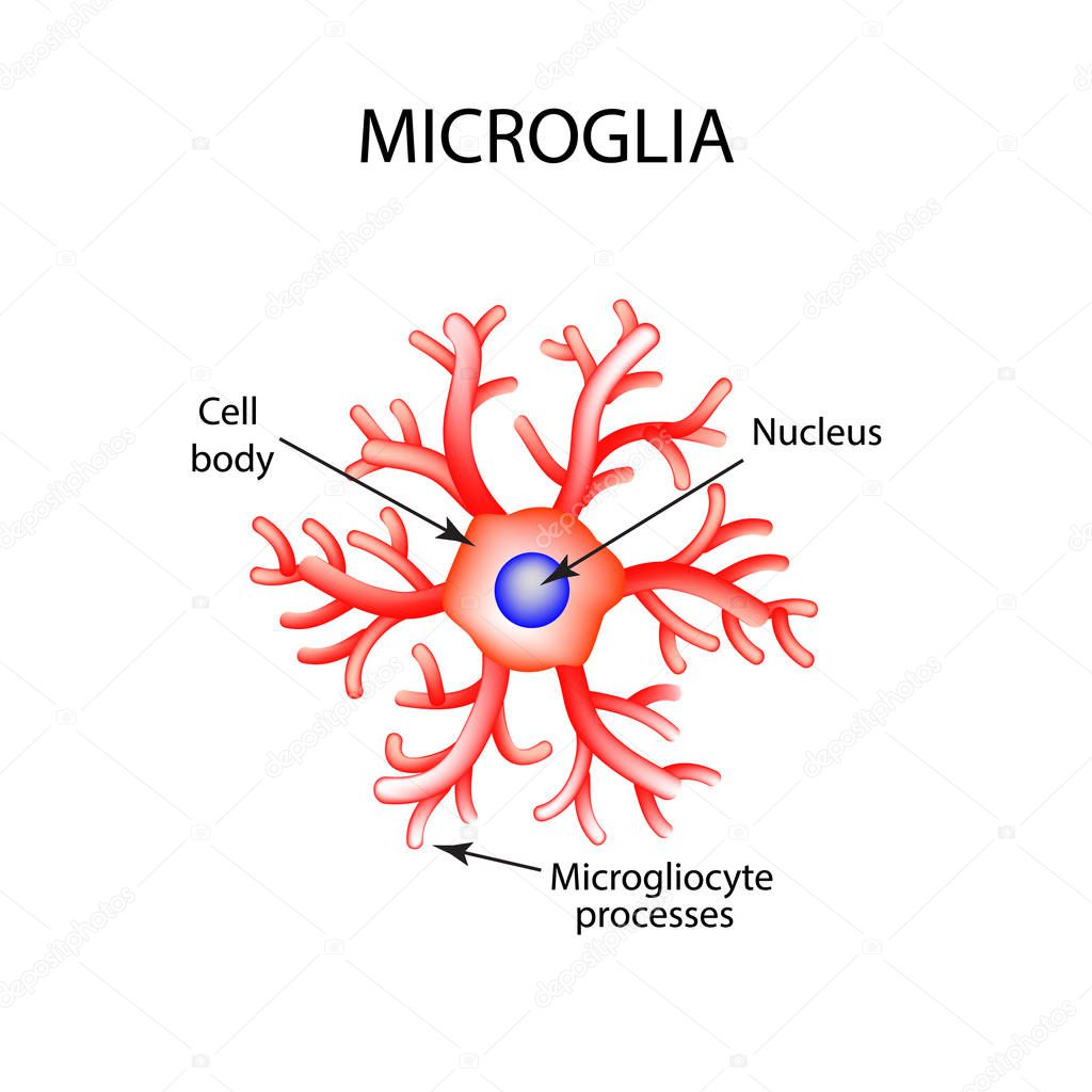 The structure of microglia. Neuron. Nerve cell. Infographics. Vector illustration on isolated background.