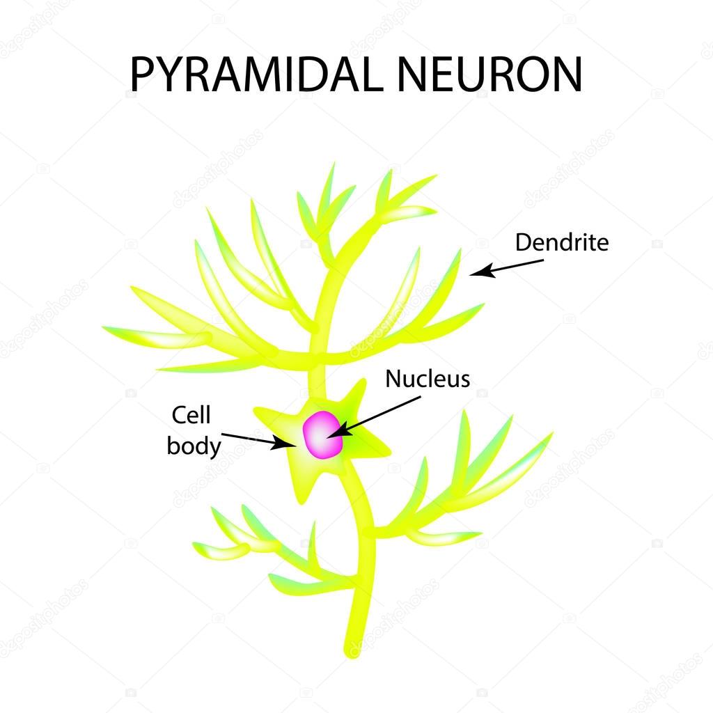 The structure of the pyromidal neuron. Nerve cell. Infographics. Vector illustration on isolated background