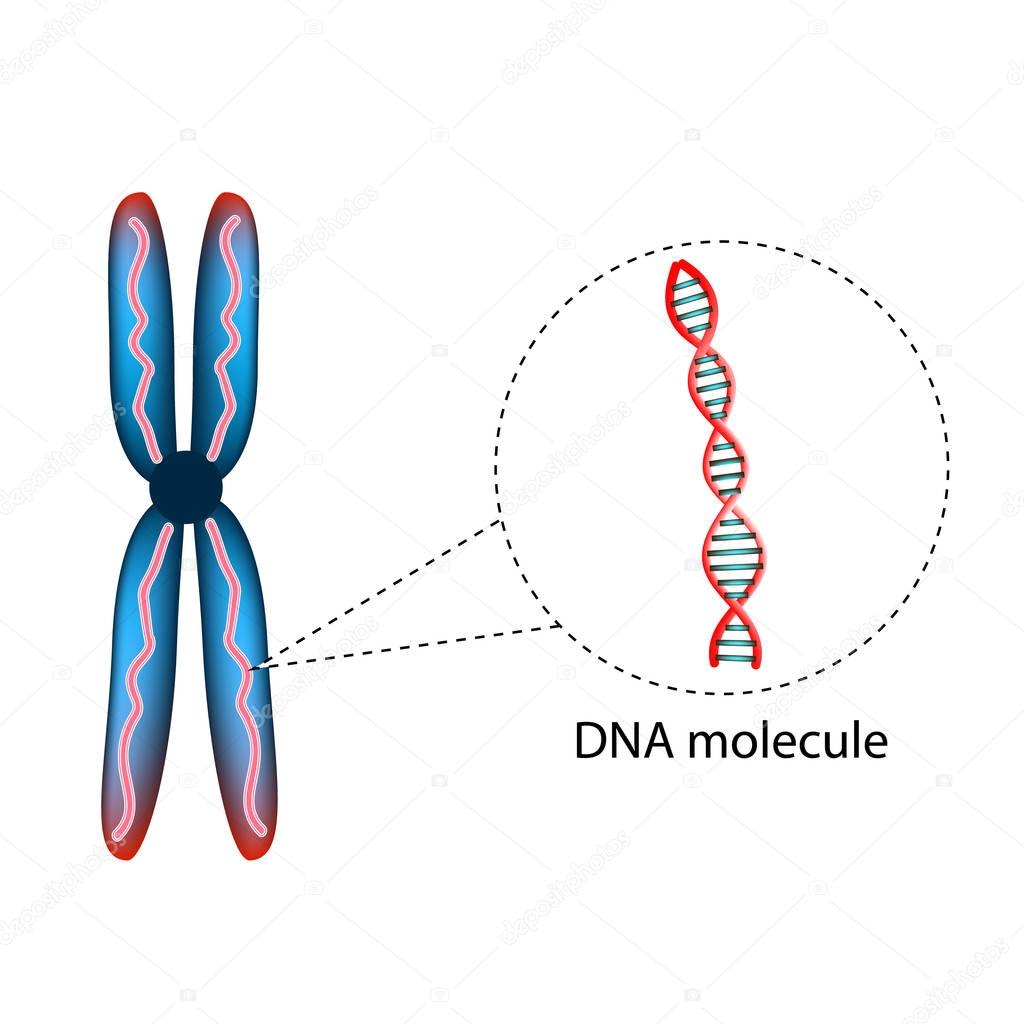 The structure of the chromosome. The structure of the DNA molecule. Infographics. Vector illustration on isolated background.