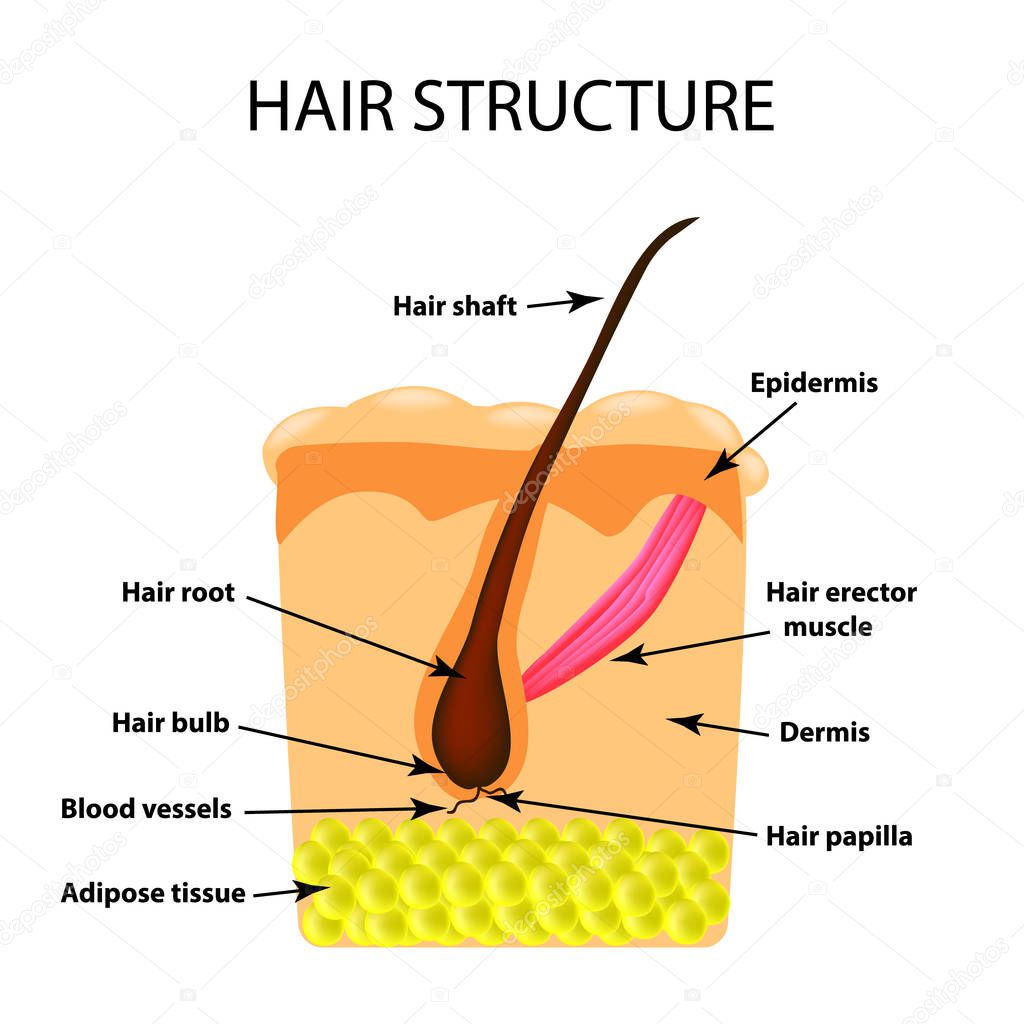The structure of the hair. Infographics. Vector illustration on isolated background
