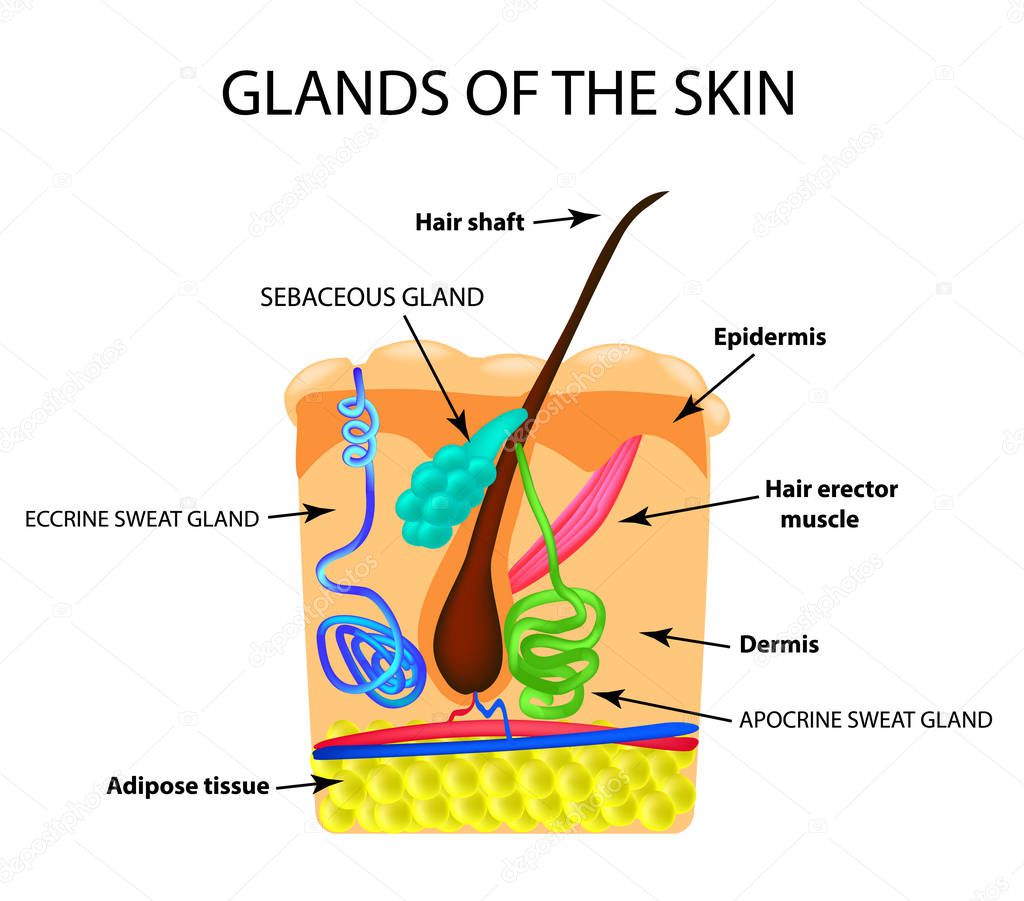 The structure of the hair. Sebaceous gland. Sweat gland. Infographics. Vector illustration on isolated background