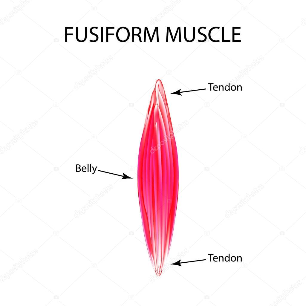 The structure of the muscle is fusiform. Infographics. Vector illustration on isolated background