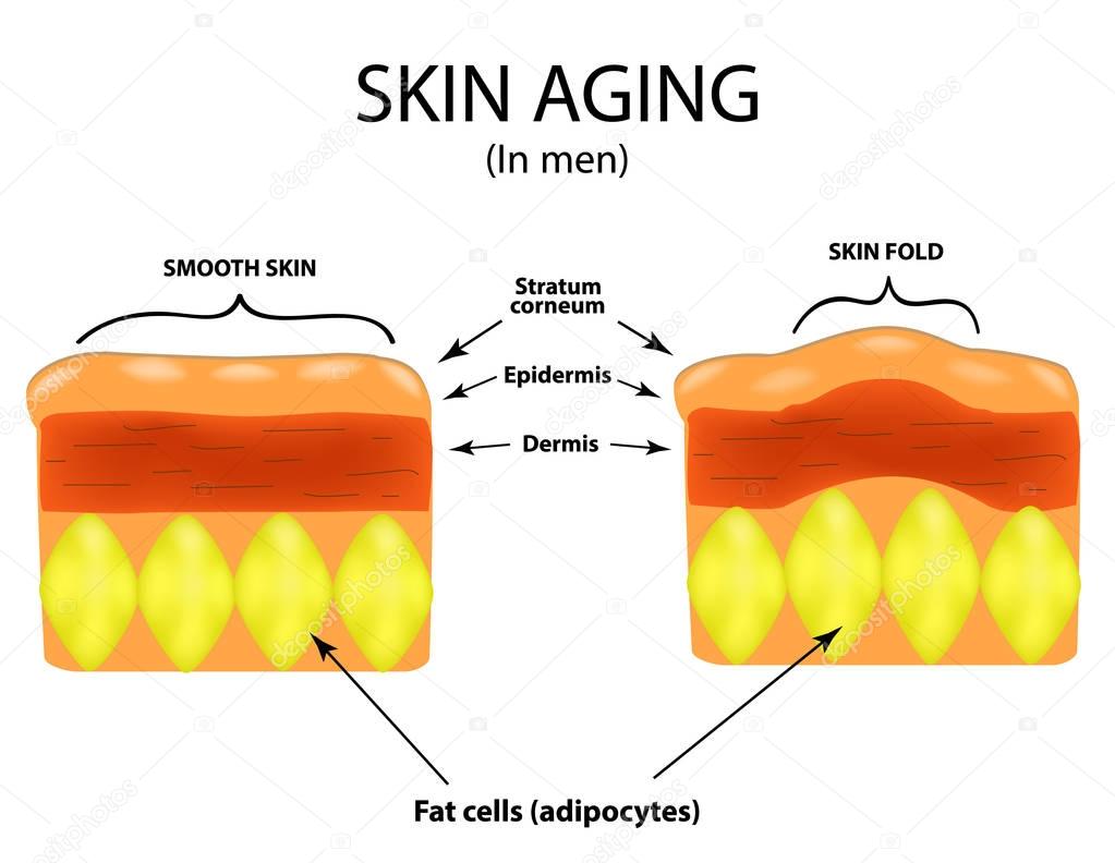 Skin aging in men. Infographics. Vector illustration on isolated background