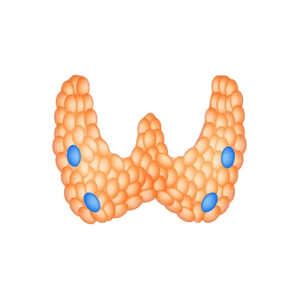 甲状腺と副甲状腺の解剖学的構造は。インフォ グラフィック。孤立した背景のベクトル図 — ストックベクタ