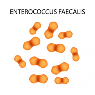 Enterococcus faecalis. Pathogenic flora. The bacterium causes intestinal diseases. Infographics. Vector illustration. clipart