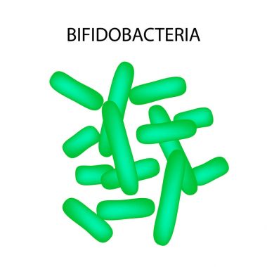 Bifidobacterium. Infographics. Vektör illüstrasyon izole arka plan üzerinde.