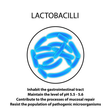 Yapısı ve fonksiyonu Lactobacillus. Infographics. Vektör illüstrasyon izole arka plan üzerinde.