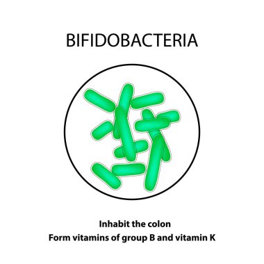 Yapısı ve fonksiyonu Bifidobacterium. Infographics. Vektör illüstrasyon izole arka plan üzerinde