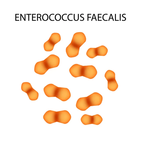 Enteroccus faecalis. Патогенная флора. Бактерия вызывает кишечные заболевания. Инфографика. Векторная иллюстрация . — стоковый вектор