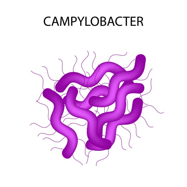 Campylobacter입니다. 병원 성 식물입니다. 박테리아는 장 질병을 발생합니다. 인포 그래픽입니다. 벡터 일러스트 레이 션. — 스톡 벡터