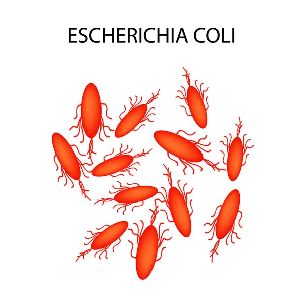 Escherichia coli. Infográficos. Ilustração vetorial sobre fundo isolado . — Vetor de Stock