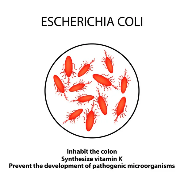 Estructura y función de la Escherichia coli. Infografías. Ilustración vectorial sobre fondo aislado . — Archivo Imágenes Vectoriales