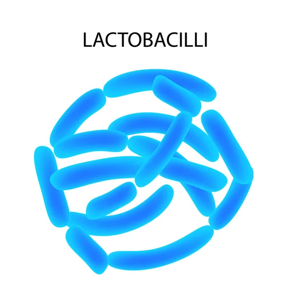 Lactobacilo. Infografías. Ilustración vectorial sobre fondo aislado . — Vector de stock