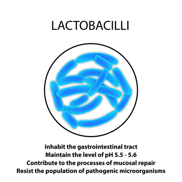 Estructura y función del Lactobacilo. Infografías. Ilustración vectorial sobre fondo aislado . — Vector de stock