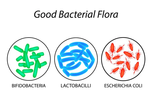 Buena flora bacteriana. Lactobacilos, bifidobacterias, Escherichia coli. Infografías. Ilustración vectorial . — Vector de stock