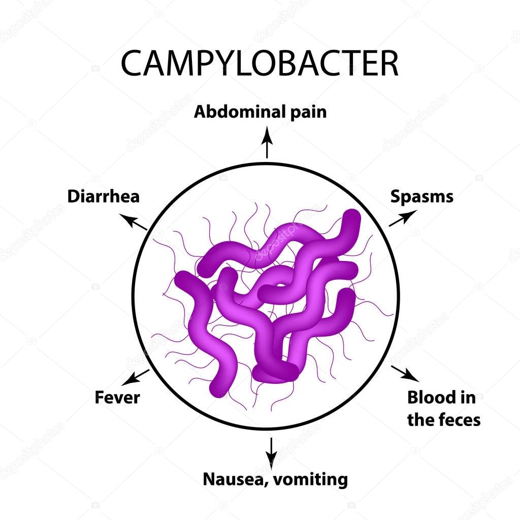 Campylobacter. Pathogenic flora. The bacterium causes intestinal diseases. Symptoms of infection. Infographics. Vector illustration stock vector