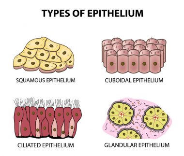 Types of epithelium. squamous, cubic, ciliated, glandular. Set. Infographics. Vector illustration on isolated background clipart