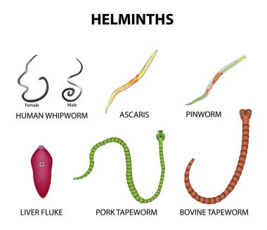 Pinworms geohelminths E-vitamin és kondilómák
