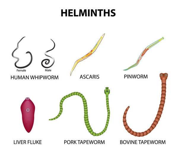 pinworm helminth