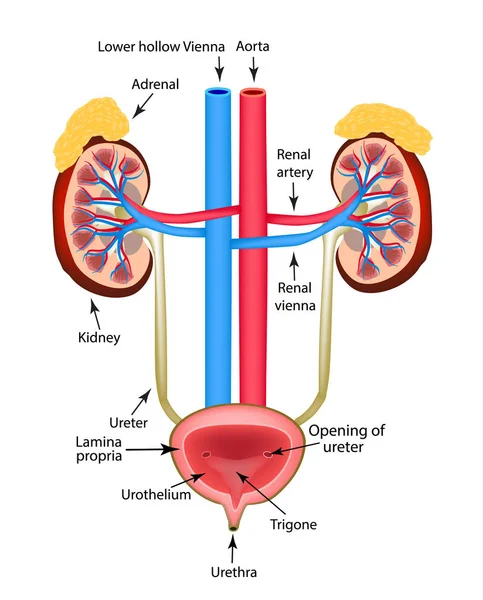 La struttura dei reni, la ghiandola surrenale e la vescica. Infografica. Illustrazione vettoriale su sfondo isolato — Vettoriale Stock
