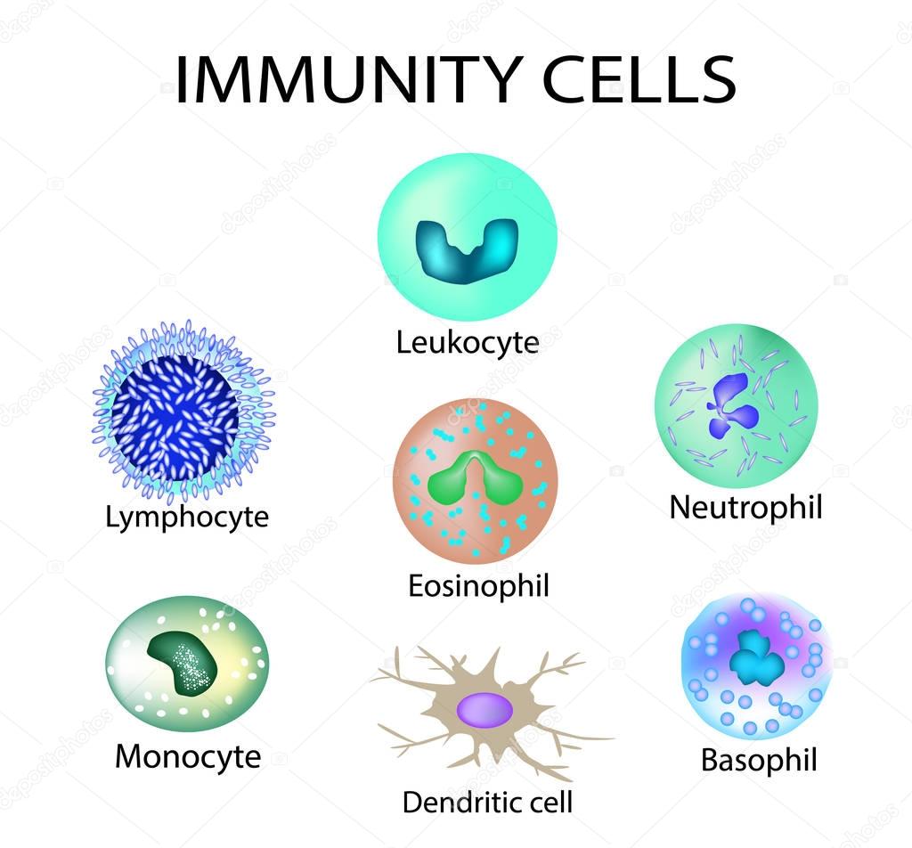 Cells of immunity. Set. Leukocyte, lymphocyte, eosinophil, neutrophil, monocyte, basophil, dendritic cell. Vector illustration on isolated background.