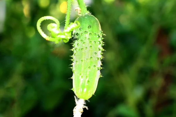 Jeune concombre épineux suspendu à un buisson — Photo