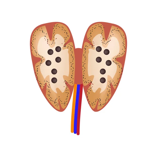 Ghiandola del timo. Struttura. Infografica. Illustrazione vettoriale su sfondo isolato . — Vettoriale Stock